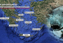 Λαγοκέφαλοι: Το σχέδιο «επικήρυξης» του ψαριού – «Υπάρχει πρόβλημα»