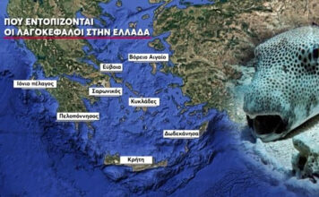 Λαγοκέφαλοι: Το σχέδιο «επικήρυξης» του ψαριού – «Υπάρχει πρόβλημα»