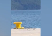 Φθιώτιδα: Σκάφος έσωσε σκυλάκι από τα θαλάσσια ρεύματα