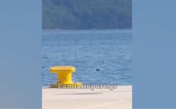 Φθιώτιδα: Σκάφος έσωσε σκυλάκι από τα θαλάσσια ρεύματα