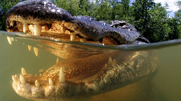 ALLIGATOR.jpg