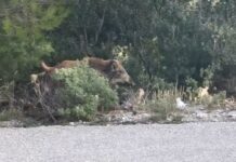 Εύβοια: Οδηγός μηχανής τραυματίστηκε σοβαρά μετά από σύγκρουση με αγριογούρουνα