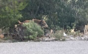 Εύβοια: Οδηγός μηχανής τραυματίστηκε σοβαρά μετά από σύγκρουση με αγριογούρουνα