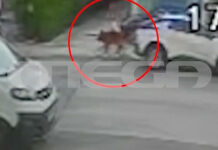 Βριλήσσια: Σκύλος επιτέθηκε & έστειλε στο νοσοκομείο 66χρονο – Σκότωσε και το κατοικίδιό του