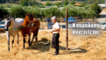 Γύρισαν 80 χρόνια πίσω… Το αλώνισμα με άλογα ζωντάνεψε ξανά στο Τρίκορφο Ναυπακτίας (video)