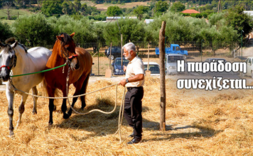 Γύρισαν 80 χρόνια πίσω… Το αλώνισμα με άλογα ζωντάνεψε ξανά στο Τρίκορφο Ναυπακτίας (video)