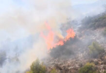 Φωτιά στην Σαλαμίνα: Εντοπίστηκαν δύο σοροί κοντά στο πύρινο μέτωπο – Κάηκαν σπίτια, εκκενώνονται οικισμοί