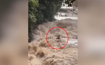 Ταϊλάνδη: Η στιγμή που τουρίστες παρασύρονται από χείμαρρο