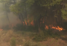 Συναγερμός στην Πυροσβεστική για την φωτιά σε πευκοδάσος στην Εύβοια