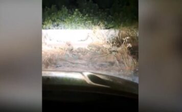 Χαλκιδική: Επίθεση άγριου ζώου σε 2χρονο και 45χρονο – Σε συναγερμό Αρχές και περιβαλλοντικοί φορείς