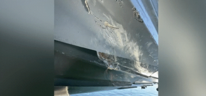 lesvis3.gif