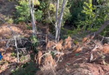 Νίκος Λεβέντης: Τι αποκάλυψε η αυτοψία του «Τούνελ» πίσω από το ΓΝΑ